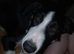 Border Collie puppy for sale