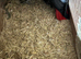Breeding pair African greys with 2 chicks
