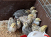 Eggs, Day olds to 4 weeks old