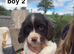 english springer spaniel puppies for sale