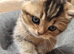Scottish fold