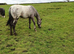 Appy x knabbstrupper filly quality girl