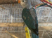 Beautiful baby lovebird