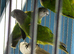 Baby Senegal Glasgow