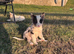 Border Collie x Blue Merle