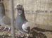 Racing pigeon for sale
