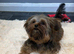 Female Shih Tzu Puppy