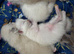 3week ragdoll kitties