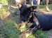 German Shepherd Cross puppies