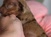 Beautiful KC Registered Dachshund Puppies Available