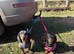 Dachshund needing new home