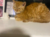 Female cat