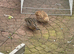 Japanese coturnix quail pair