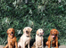 Kc well bread Labrador puppies