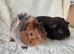 Pair of 8wk bonded boars