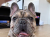 Frenchie for rehoming/ sale 1yr 9mo
