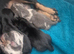 4 girls miniature dachshunds