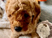 Adorable Cavapoo