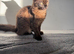 Kitten for sale