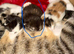 The most beautiful kittens ever