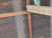 Breeding pair of ring necks