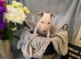 STUNNING ENGLISH BULL TERRIER PUPPIES – READY FOR LOVING HOMES