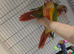 Coming Soon Red Factor handreared Conures! £349