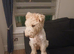 Beautiful wire fox terrier puppies 3 girls left