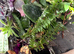 Radiated tortoise forsale male