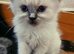 Beautiful Ragdoll & Chinchilla kittens