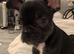 French bulldog girl