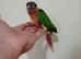 Fully tame baby Greencheek &suncheek hand rearing