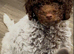 1 male cockapoo