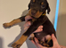 Kennel club registered Dobermans