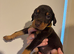 ROYAL KENNEL CLUB REGISTERED DOBERMANS