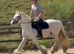 Stunning 13.3 Novice ride cob