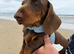 Standard Dacshund Pup