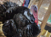 Two-Week-Old Slate Cross Bronze Turkey Chicks for Sale – Bridgwater