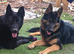 ️ Straight Back German Shepherd Puppies
