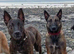 Male Dutch shepherd puppy