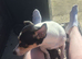 Male jack russell