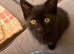 British shorthair x