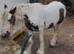 Red and white cob mare 3 yr