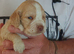 Puppies For Sale