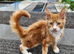 Maine Coon Kitten For Sale