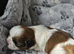 2 BEAUTIFUL SHIH-TZU PUPPIES LEFT .. MALE AND FEMALE