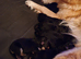 German Shepherd pups for sale