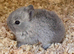 Baby Maten Smoke Netherland Dwarf