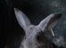 *** Pretty Chinchilla Bunnies***