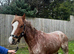 Beautiful first pony soft cuddly a true gem! Follows you everywhere